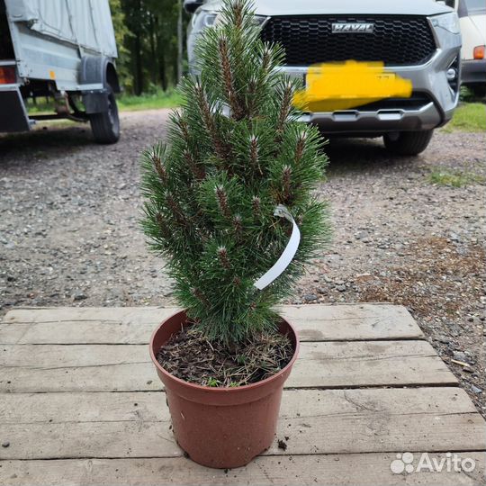 Сосна Ричард