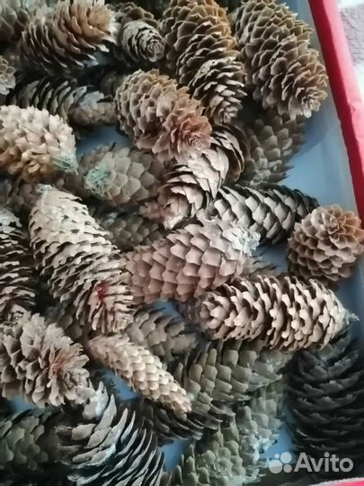 Шишки для декора