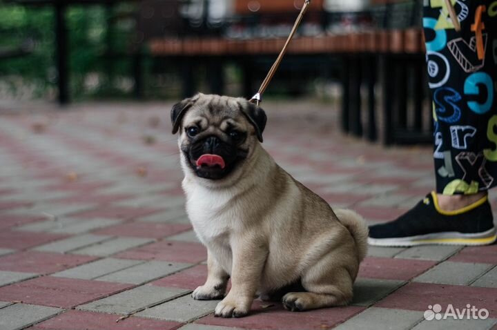 Щенки мопса