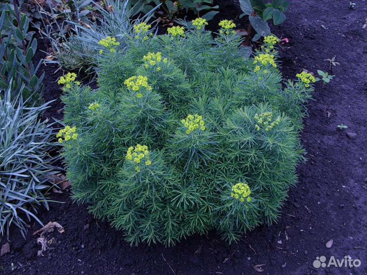 Молочай кипарисовый