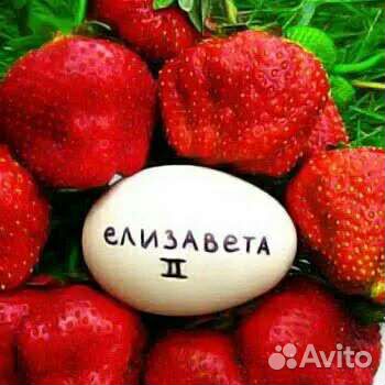 Рассада клубники