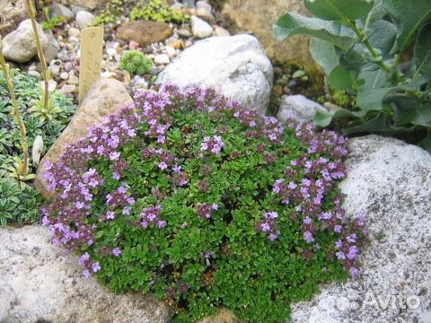 Тимьян японский