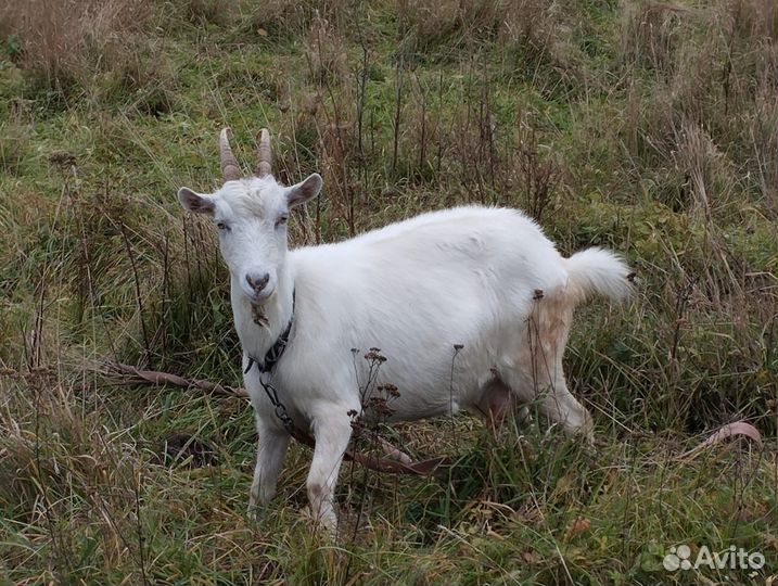 Коза дойная