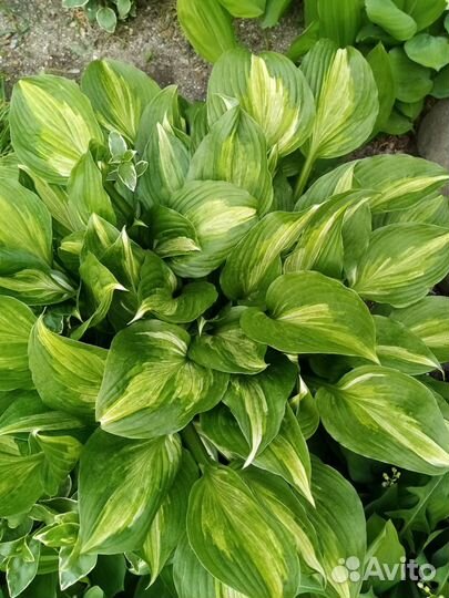 Хоста пестролистная саженцы