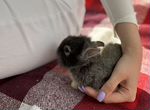 Маленький крольчонок мини карликовый минор