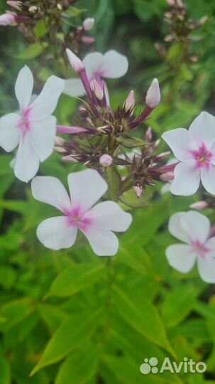 Флоксы многолетние