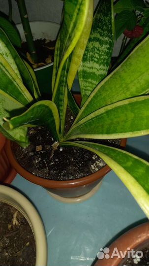 Комнатные цветы