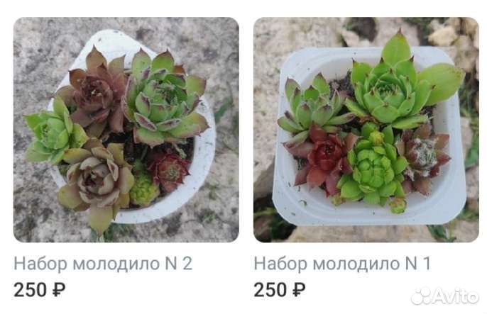 Суккуленты садовые