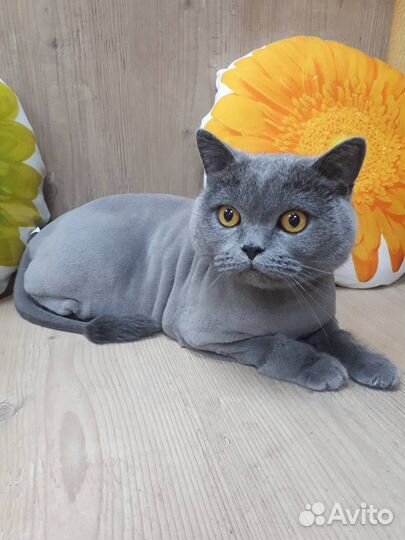 Стрижка кошек с выездом на дом, грумер