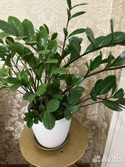 Замиокулькас