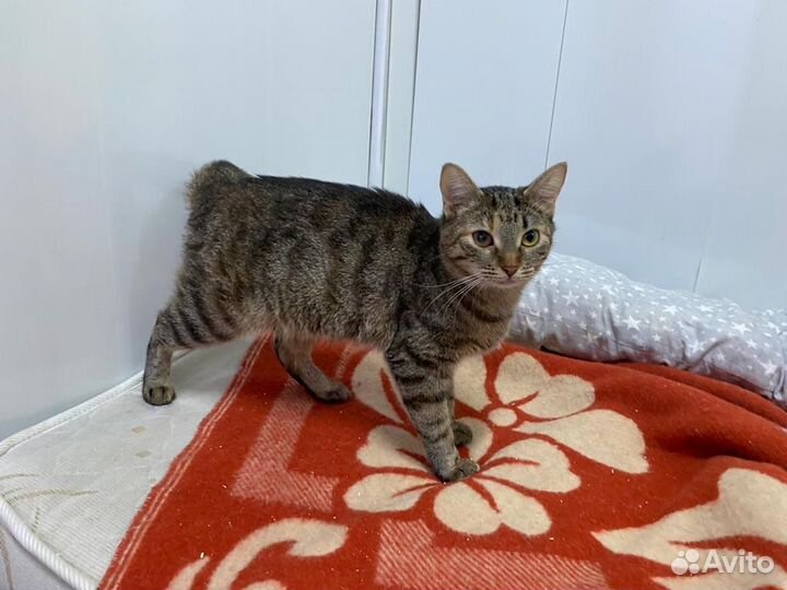 Кошка в добые руки девочка