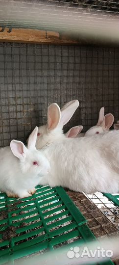 Кролик белый панон