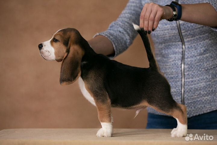 Щенок бигль