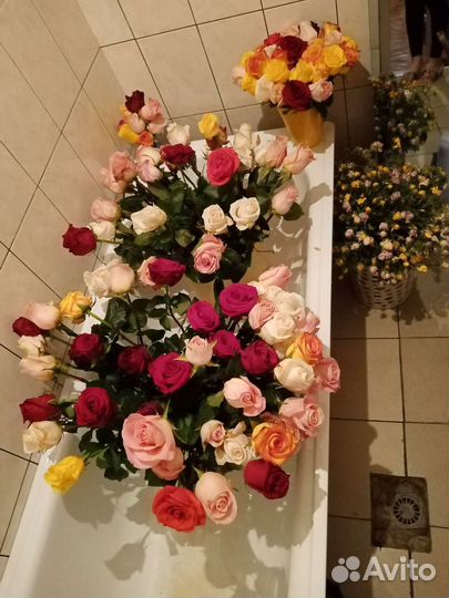 Лепестки роз