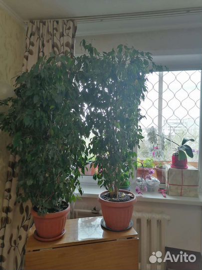 Фикус Бенджамина