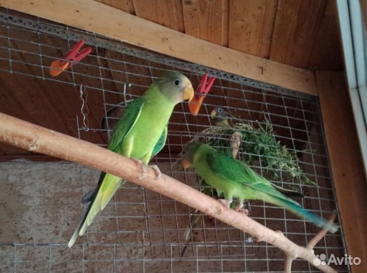 Пинантовая красная розелла и другие