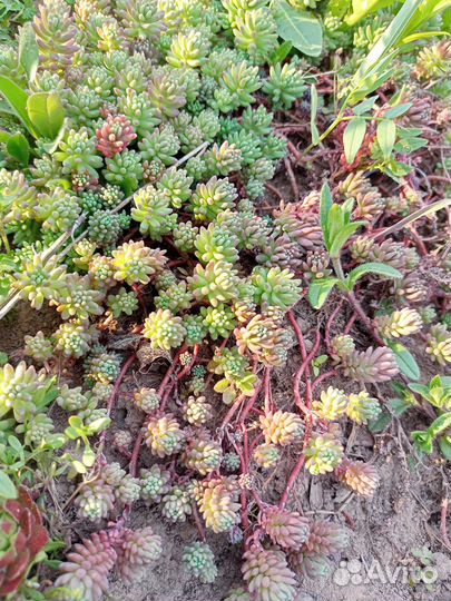 Почвопокровники первоцветы очиток седум молодило