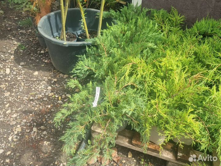 Можжевельник Казацкий