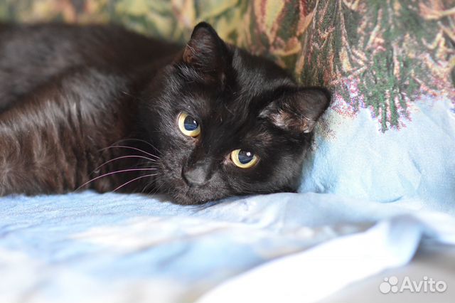 Кисуля в добрые руки