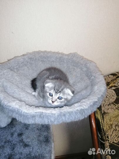 Шотландские вислоухие котята