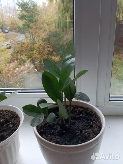 Драцена, сансевьера, долларовое дерево