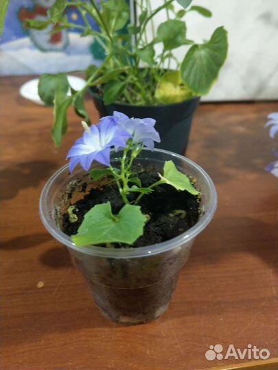 Кампанула махровая Дублин Биколор