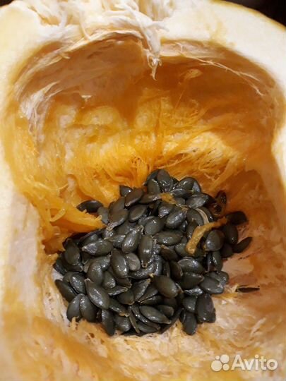 Тыква голосеменная семена