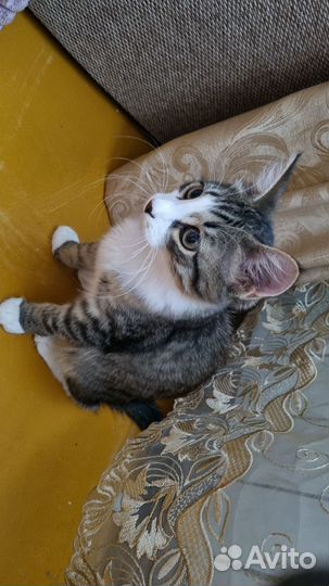 Кот