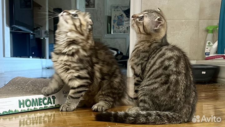 Шотландские вислоухие котята