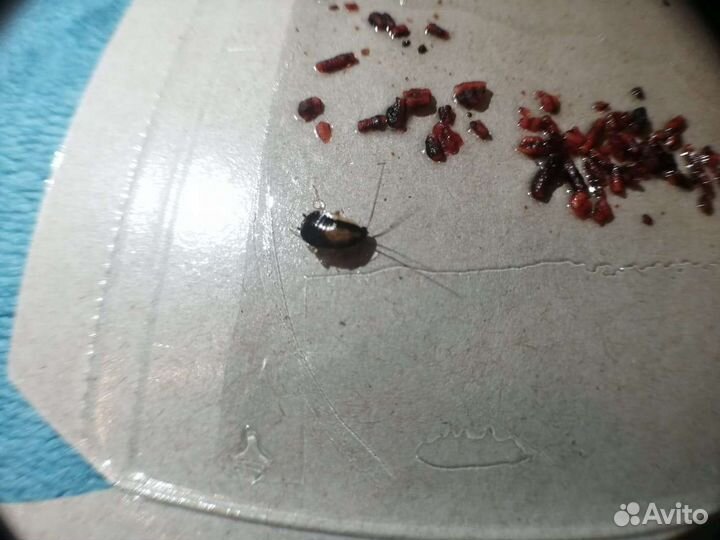 Обработка от тараканов и клопов,борьба с плесенью