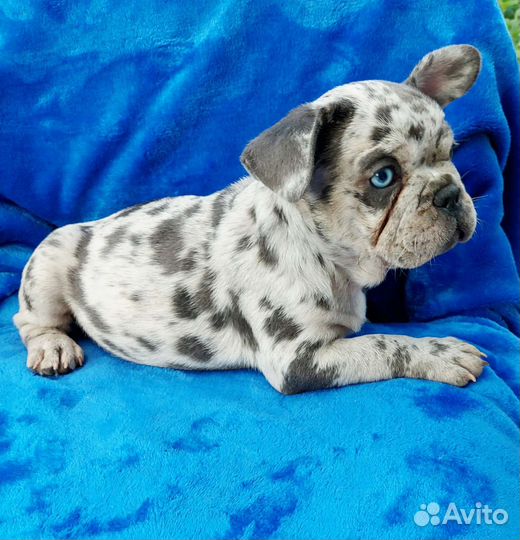 Французская красота