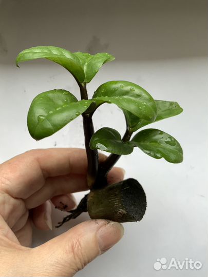 Замиокулькас зензи