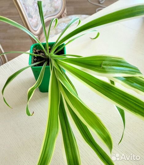 Хлорофитум