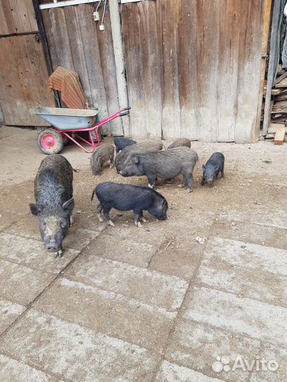 Поросята