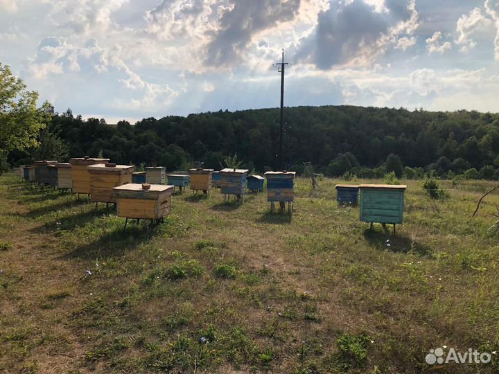 Ульи с пчелами. Сильные семьи пчёл