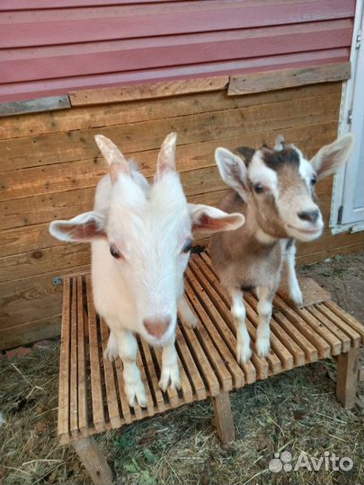 Козлята