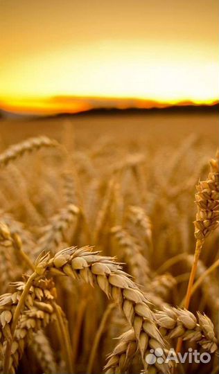 Зерно пшеница