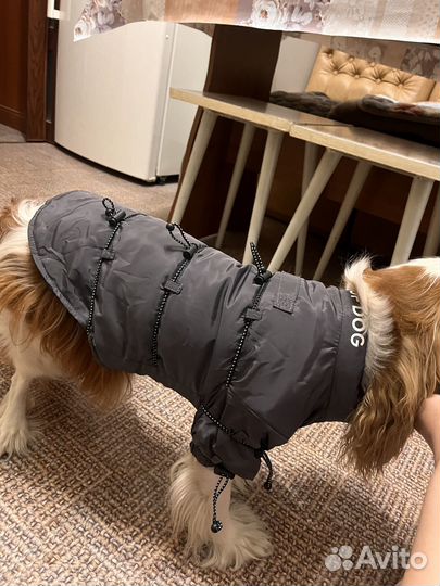 Куртка для собак мелких пород