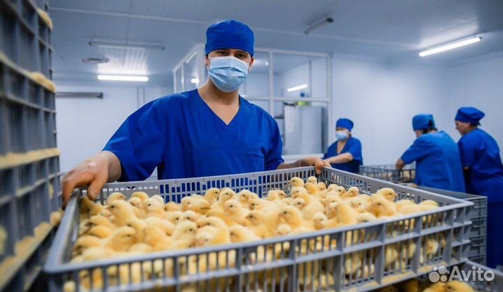 Работники (цы) вахта на птицефабрику г. Владимир