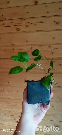 Фуксия Natasha Sinton