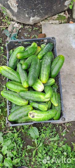 Огурец салатный,картошка