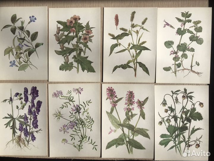 Ботаническая иллюстрация