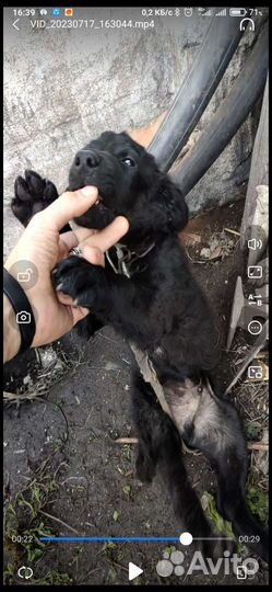 Собака в добрые руки отдам бесплатно