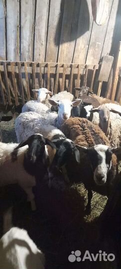 Овцы
