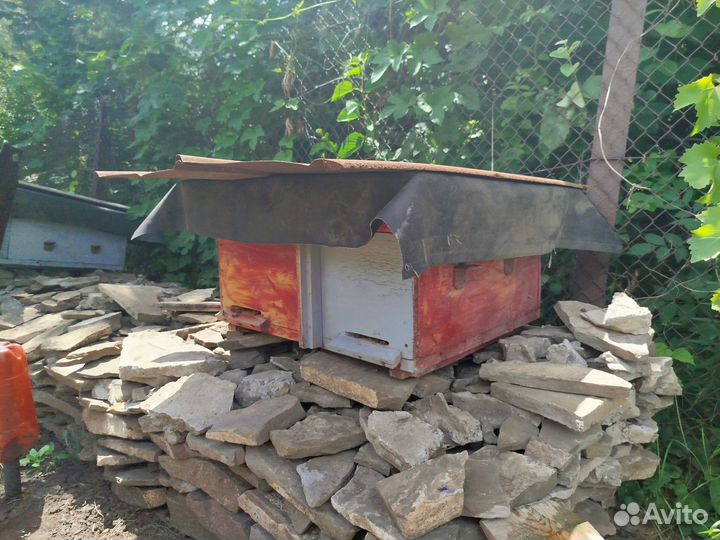 Пчелиная семья