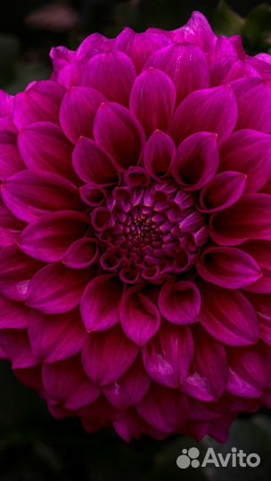 Георгины клубни