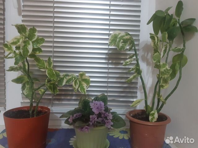 Комнатные растения цветы