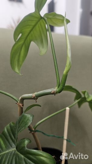 Филодендрон