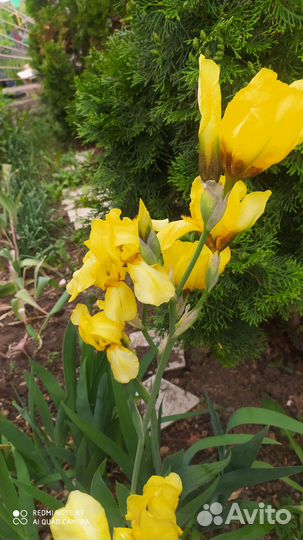 Ирисы бородатые