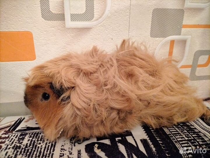 Морская свинка Лункария